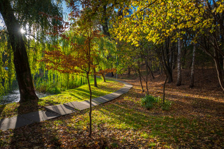 Sunny city park with winding path and sun shining through the tree branches.の写真素材