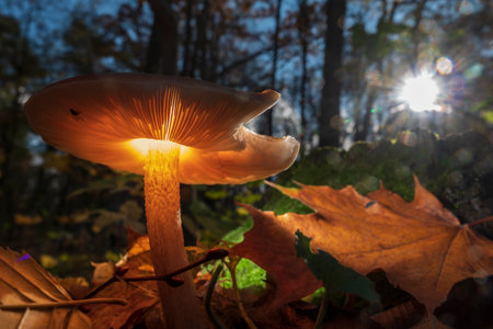Magic glowing mushroom in the autumn forest. Macro photo with creative lightning.の写真素材