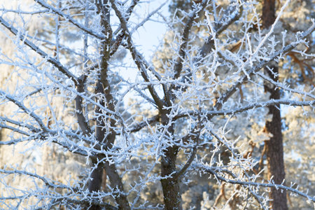 Beautiful tree branches in a winter forest covered with hoarfrostの写真素材