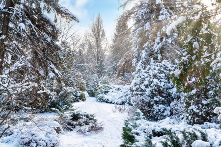 Beautiful Christmas scene in the park with snowy trees and a footpathの写真素材