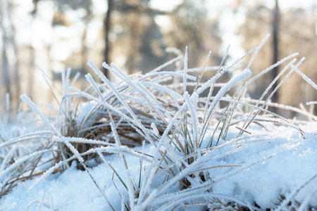 Beautiful frost on a grass in a sunny winter forestの写真素材