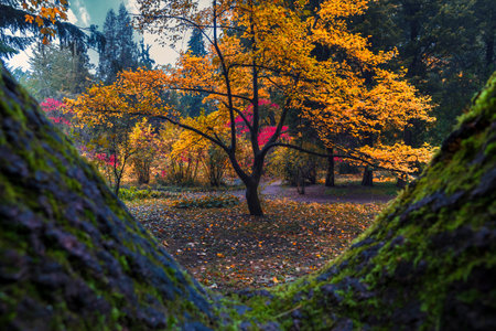 Amazing autumn park view. Picturesque yellow autumn tree shot from the tree hollow. Selective focus on treeの写真素材