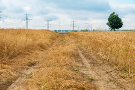 Picturesque wheat field with dirt road and power line poles. Rural landscapeの写真素材