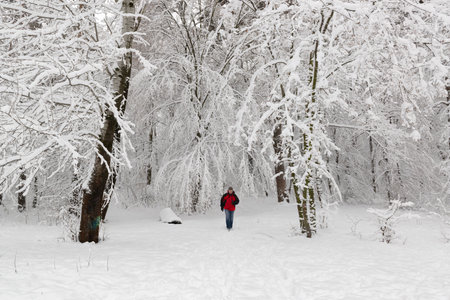 Lonely hiker man walking in the winter forest. Real winter scene.の写真素材