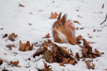 Red squirrel hiding food in the dry oak leaves in the winter parkの写真素材