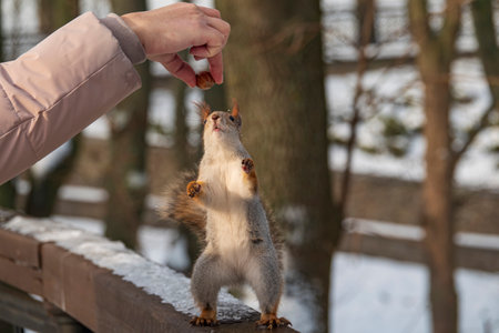 Funny red squirrel standing on two legs reaches for food in the human hand. Feeding squirrels in the winter parkの写真素材