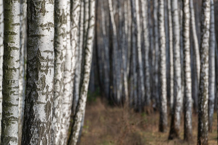 Sunny birch forest background. Selective focusの写真素材