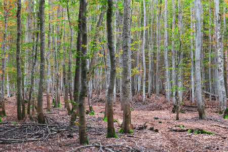 Spring forest with fresh green foliage and old dry leaves on the groundの写真素材