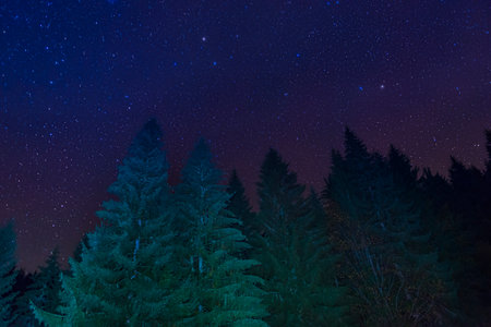 Night forest. Pine trees and dark night sky with stars. Original skyの写真素材