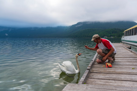 Man feeds swan on the wooden pier on the Altaussee lake, Austria.の写真素材