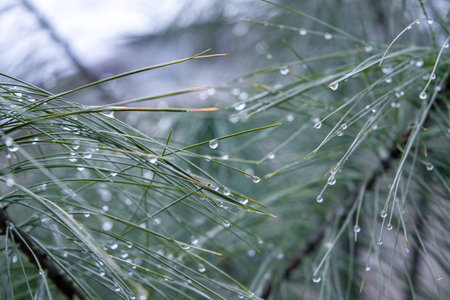 Raindrops on pine thorns, blur background.の写真素材