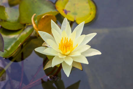 water lily in the pondの写真素材