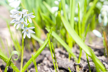 Spring white flowers on green grass.の写真素材
