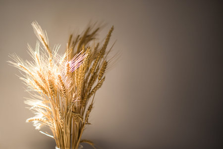 ears of wheat on a dark background, the sun's rays illuminate the ears.
