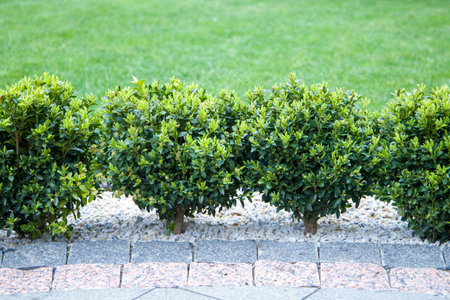 grass in the garden, boxwood covered with decorative stones