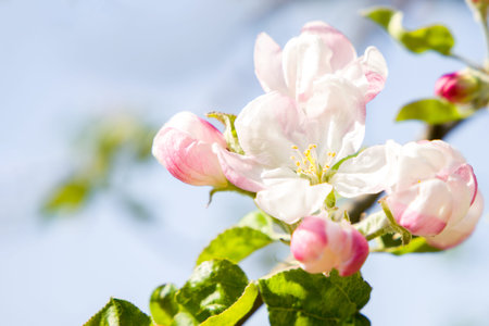 Pink apple blossom in spring