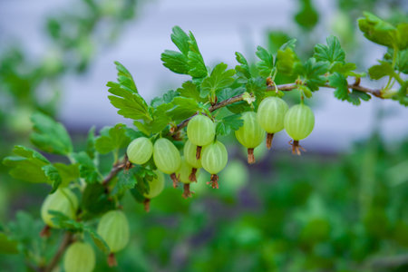 green gooseberries on a branchの写真素材