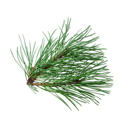 branch of a pine tree isolated on a white backgroundの写真素材