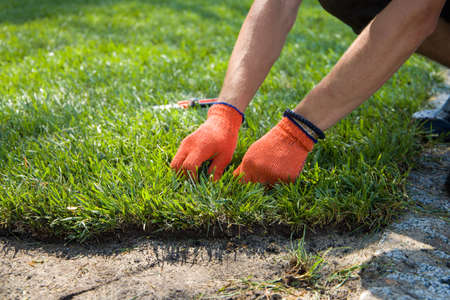 The worker is straightening and laying the rolled lawn with his hands now.の写真素材