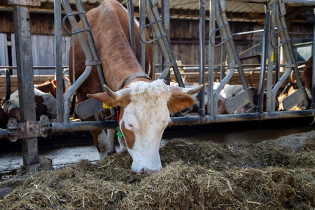 cows in a farm eats hay