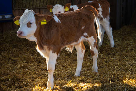 Small calf in a fence on a farmの写真素材