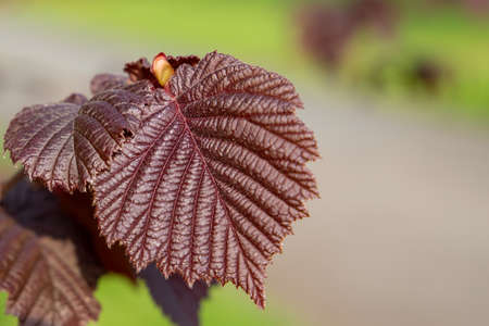 red leaf on a tree, close upの写真素材