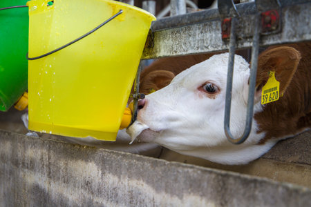 a close up of a white cow eating food and a drink, selective focus