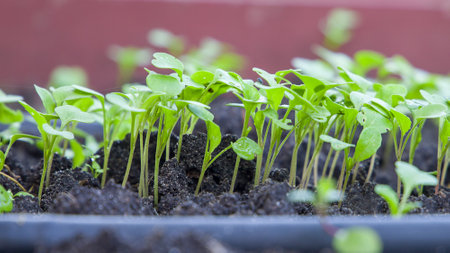 seedlings in the greenhouse, selective focusの写真素材