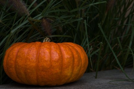 a large orange pumpkin, close upの写真素材