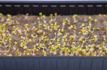 Growing microgreens at home, arugula on the third day of planting. selective focus.