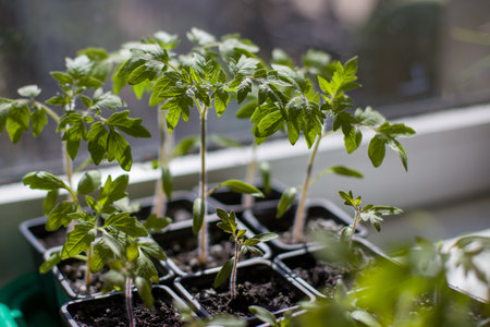 growing tomato seedlings in a greenhouseの写真素材