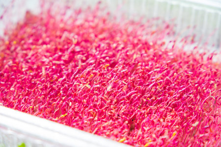 Amaranth microgreens in a plastic box, close-up, background. selective focus.の写真素材