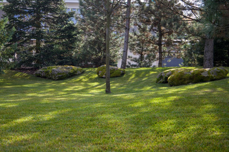 beautiful green lawn with trees on backgroundの写真素材