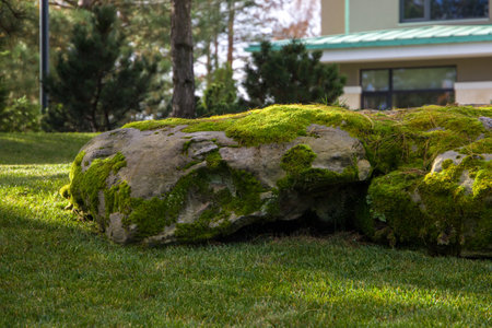 A large stone overgrown with moss in the park. Landscapingの写真素材