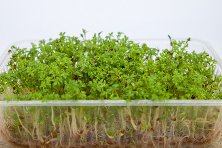 Growing watercress salad at home. selective focus.の写真素材