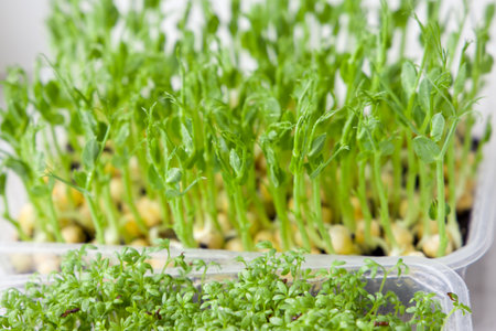 Growing microgreen peas and watercress on the windowsill at home. selective focus.の写真素材