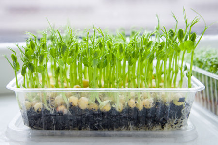 Microgreen sprouts of peas in a plastic container.の写真素材