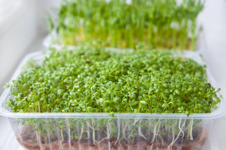 Microgreen sprouts of watercress salad in plastic tray on windowsillの写真素材