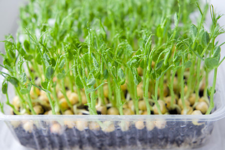 Cultivation of microgreen peas. high angle shot. Close-up view, selective focus.の写真素材
