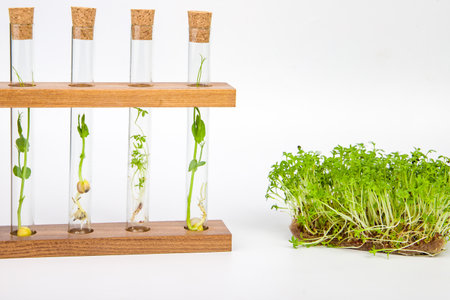 Microgreens in test tubes with cork on white backgroundの写真素材