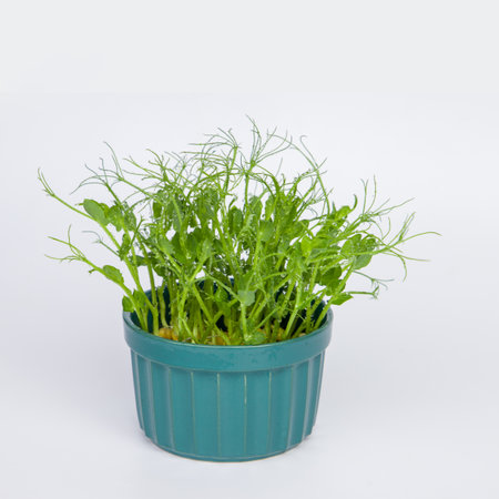 Microgreens pea sprouts in a pot.の写真素材