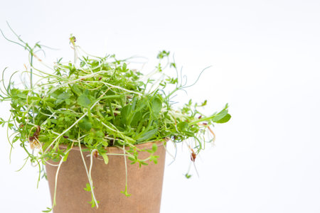 Fresh microgreen sprouts in a paper cup on a white backgroundの写真素材