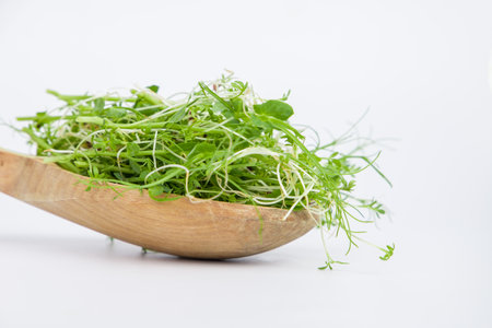 Microgreen sprouts in a wooden spoon on a white background.の写真素材