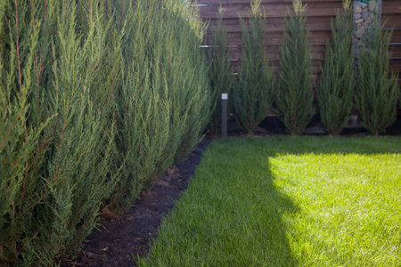 Lawn in the garden with green grass and thuja.の写真素材