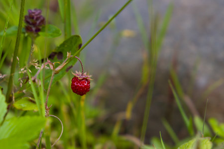 Wild strawberry in the forest, close-up, selective focus.の写真素材
