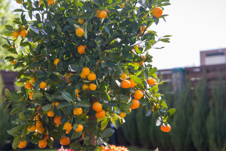 Tangerines on the tree in the garden. Tangerine tree with fruits.の写真素材