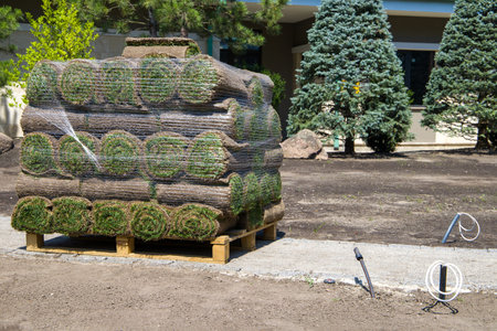 Rolled lawn on a wooden pallet in the yard.の写真素材