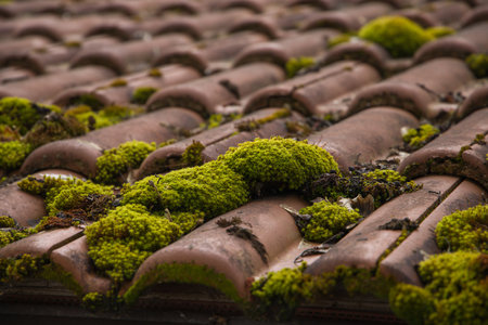 Moss on the roof of an old house in the village.の写真素材
