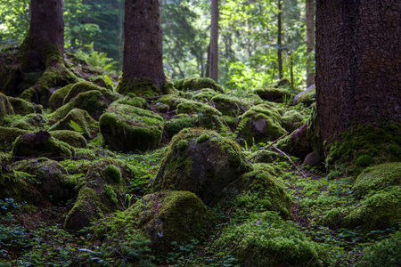 Mossy trees in a green forest in the summer season.の写真素材