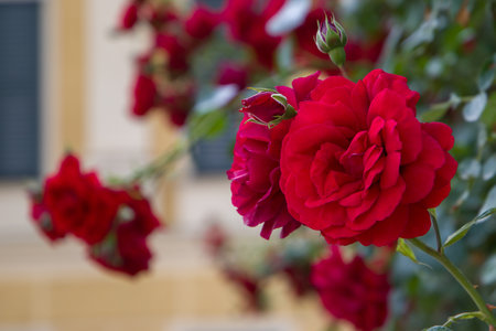 Red roses in the garden. Selective focus. Shallow depth of fieldの写真素材